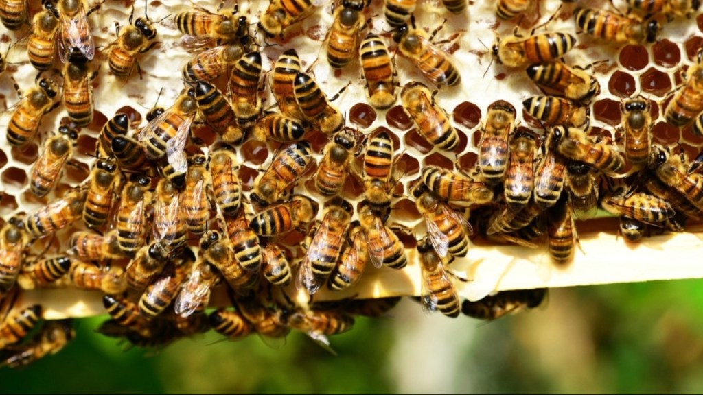 Close-up of a honeycomb filled with busy bees, showcasing their striped bodies and wings.