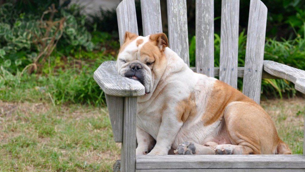 A relaxed bulldog resting its head on the armrest of a wooden garden chair, surrounded by greenery.