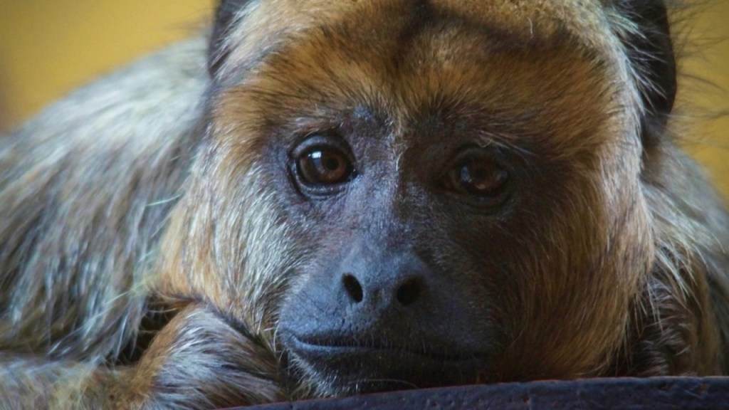 Close-up of a howler monkey's face, featuring expressive eyes and fur.