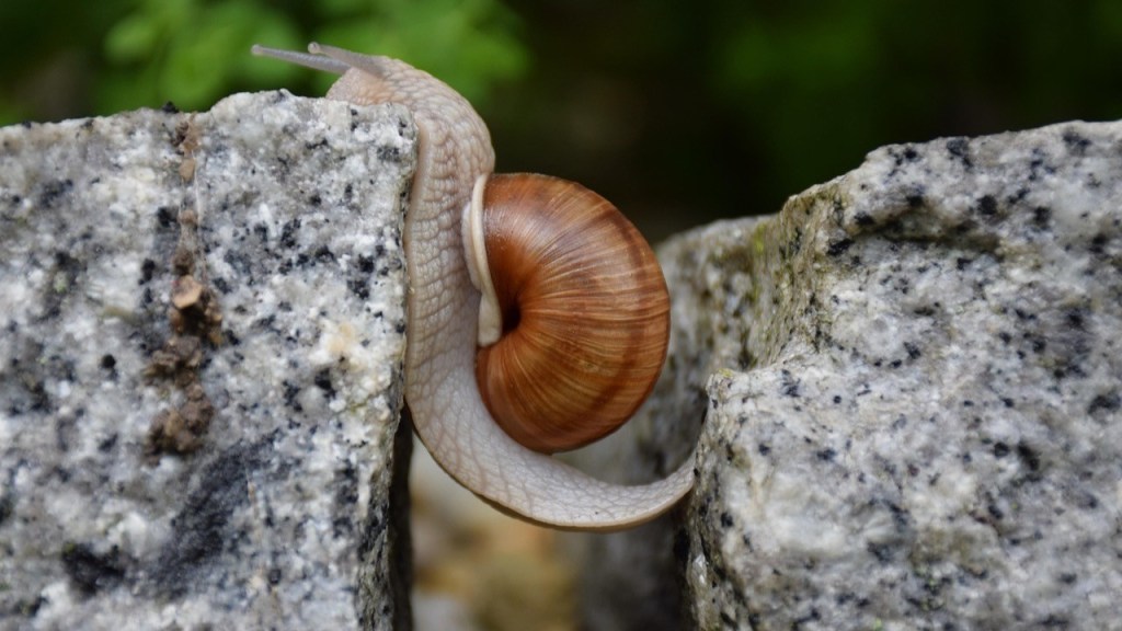 A close-up of a snail climbing between two rocky surfaces, showcasing its coiled shell and smooth body.