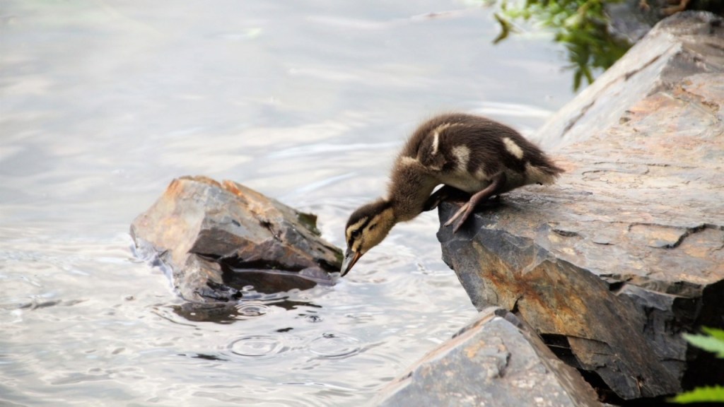 A duckling bending over a rock by the water's edge, staring into the water.