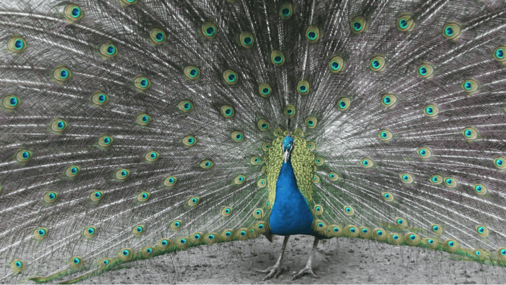 A peacock displaying its vibrant plumage with its feathers arranged in a fan shape, showing intricate patterns and colours.