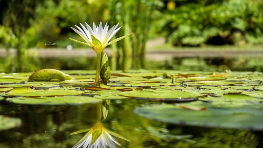 A white water lily blooming on a pond, surrounded by green lily pads, reflecting in the water.