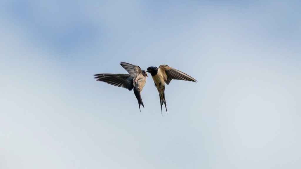 Two birds in mid-flight, facing each other against a blue sky background.