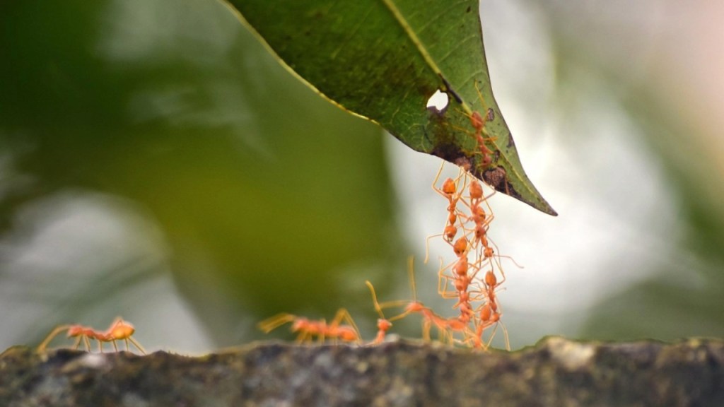 A close-up image of several orange ants climbing down from a leaf, with some ants hanging in a line, displaying their coordinated movement.