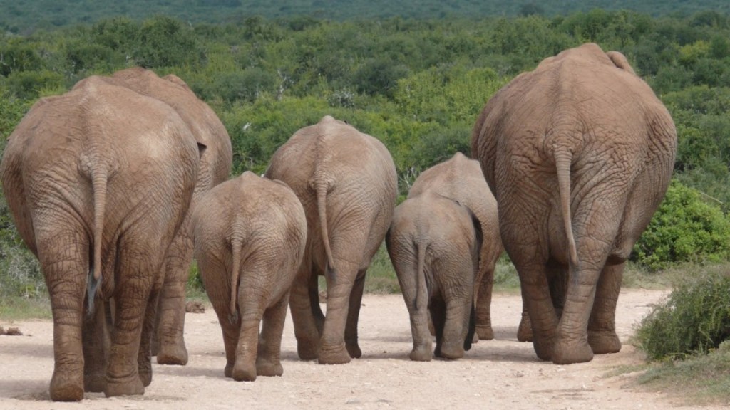 A group of elephants walking away, showcasing their backs and tails, with a lush green landscape in the background.