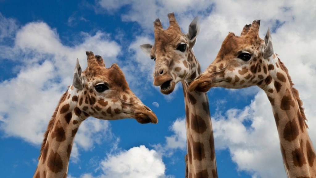 Three giraffes with patterned fur against a blue sky with clouds.