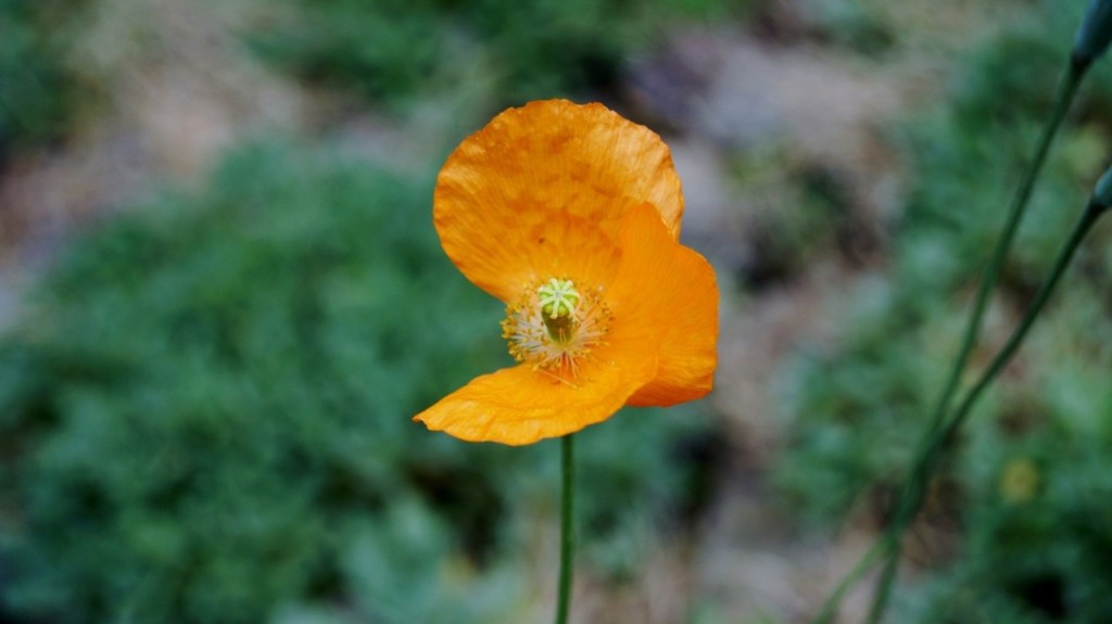 A close-up of a vibrant orange poppy flower with a green centre, set against a blurred background of soft foliage.
