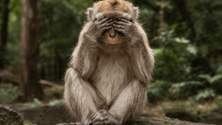 A monkey sitting with its hands over its eyes in a forested setting.